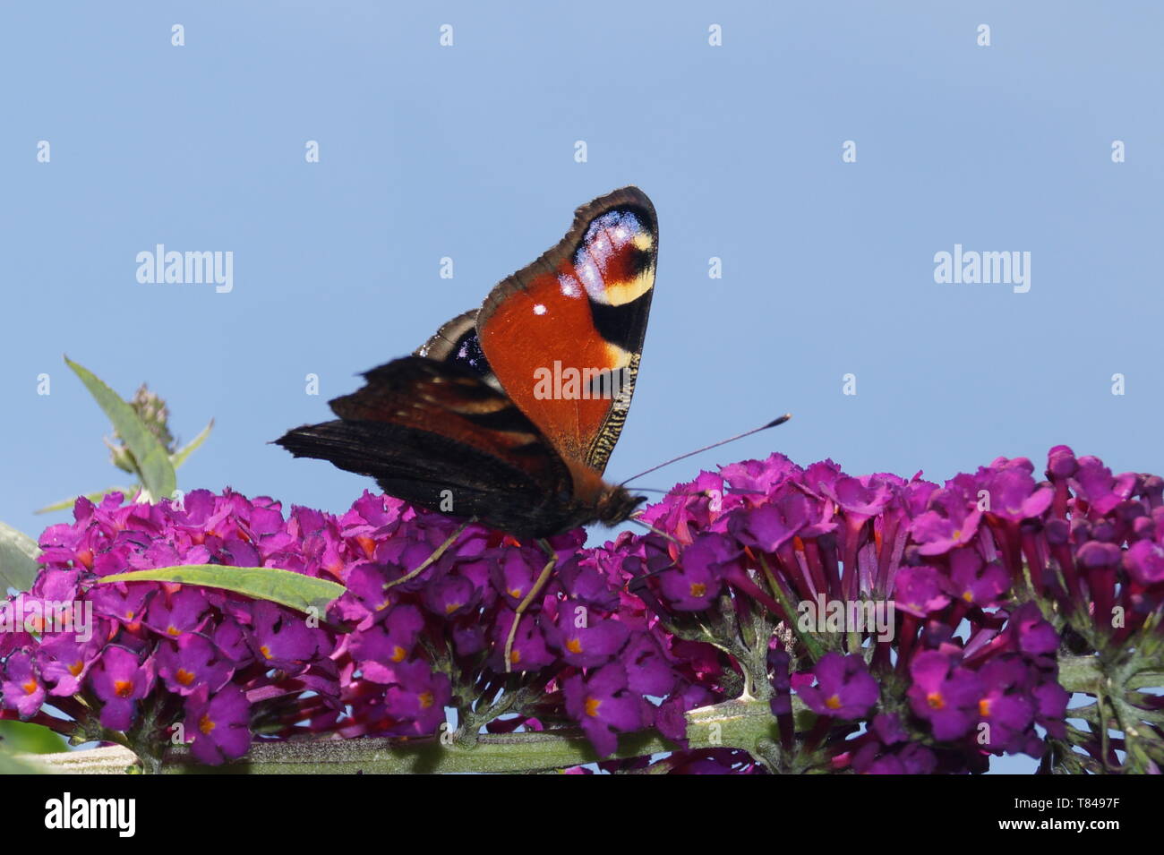 peacock Butterfly on Buddleja davidii Stock Photo - Alamy