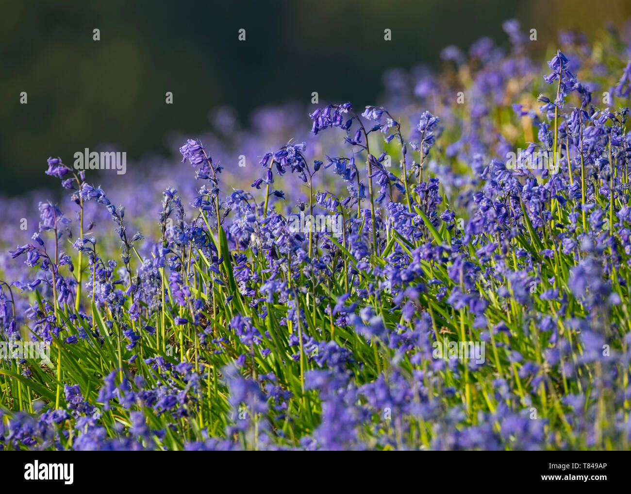 Bluebells on Old Oswestry Hill Fort, Shropshire Stock Photo - Alamy