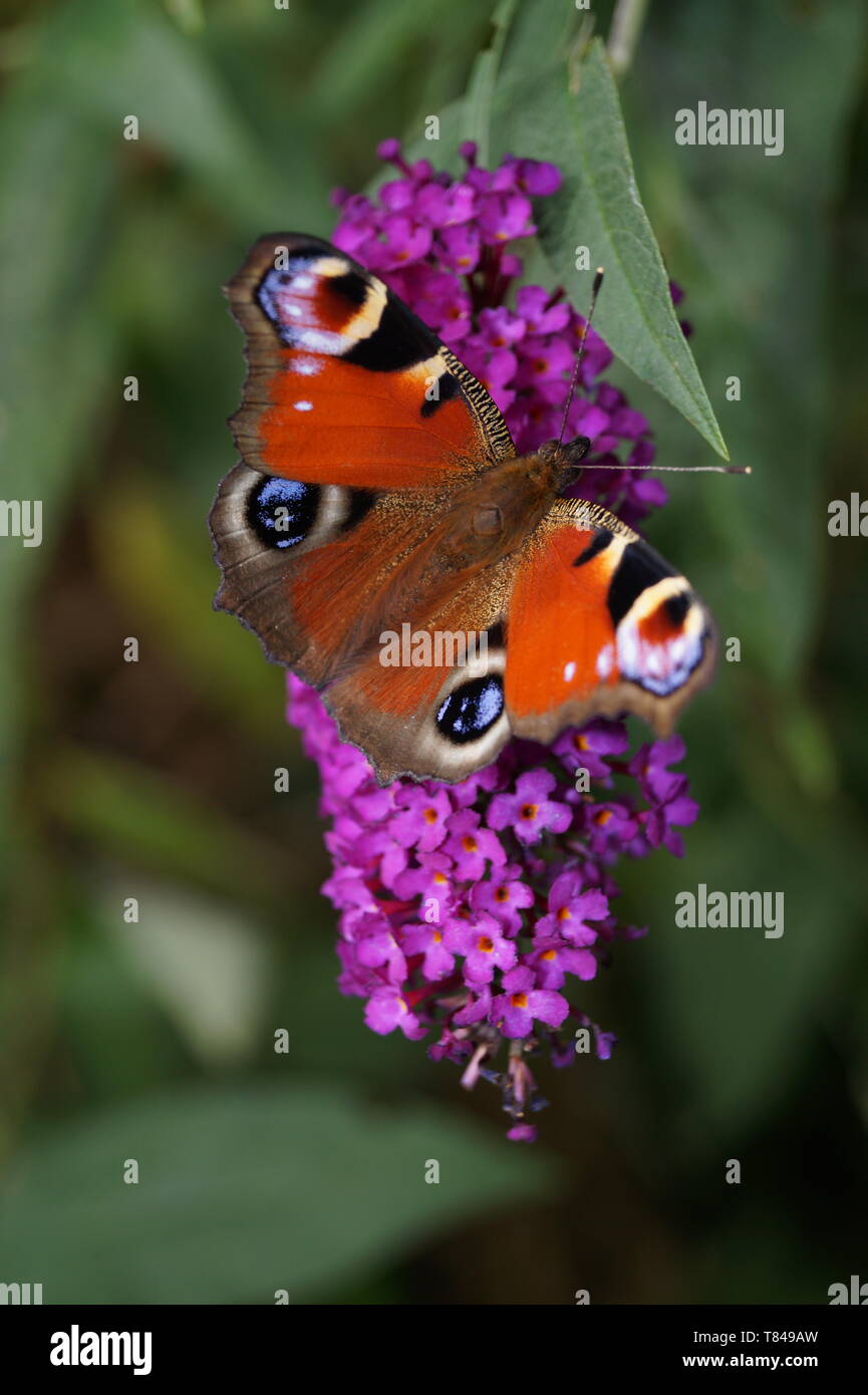 peacock Butterfly on Buddleja davidii Stock Photo - Alamy