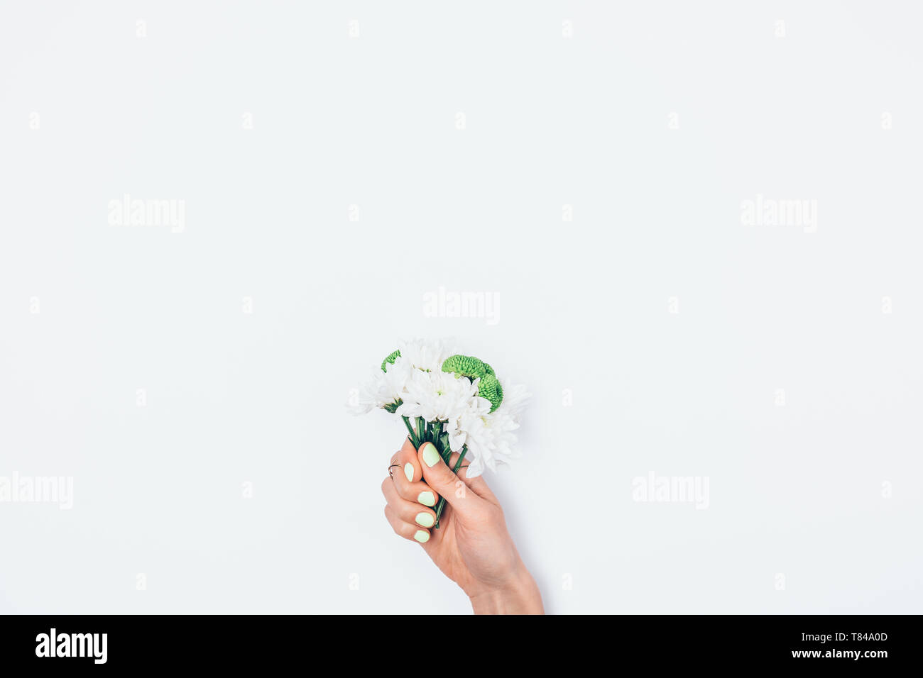Woman holding bunch fresh flowers. Small bouquet of chrysanthemums in female's hand with green manicure on white background. Stock Photo