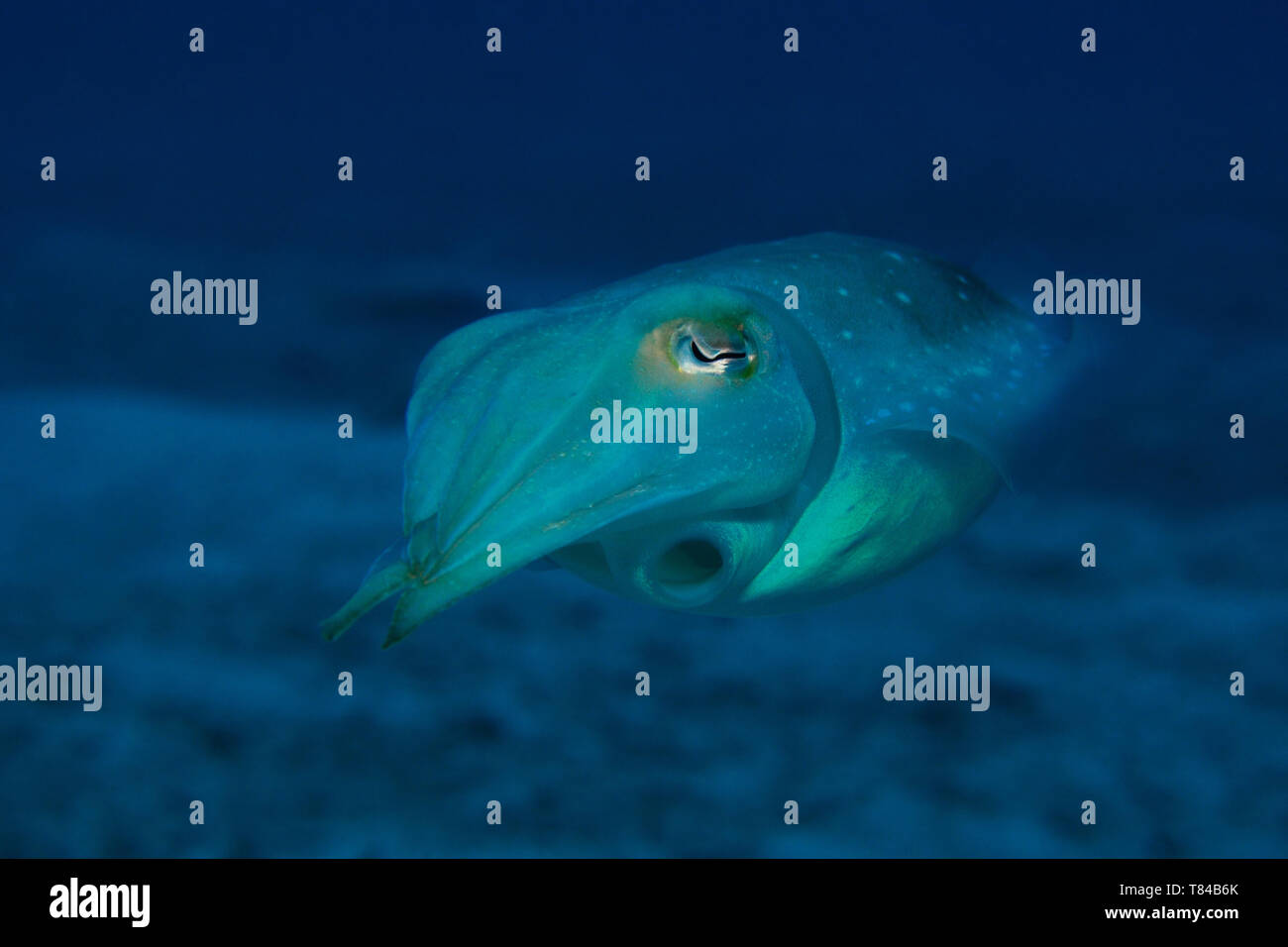 Reaper cuttlefish (Sepia cf mestus lat.) is swimming away, Panglao, Philippines Stock Photo