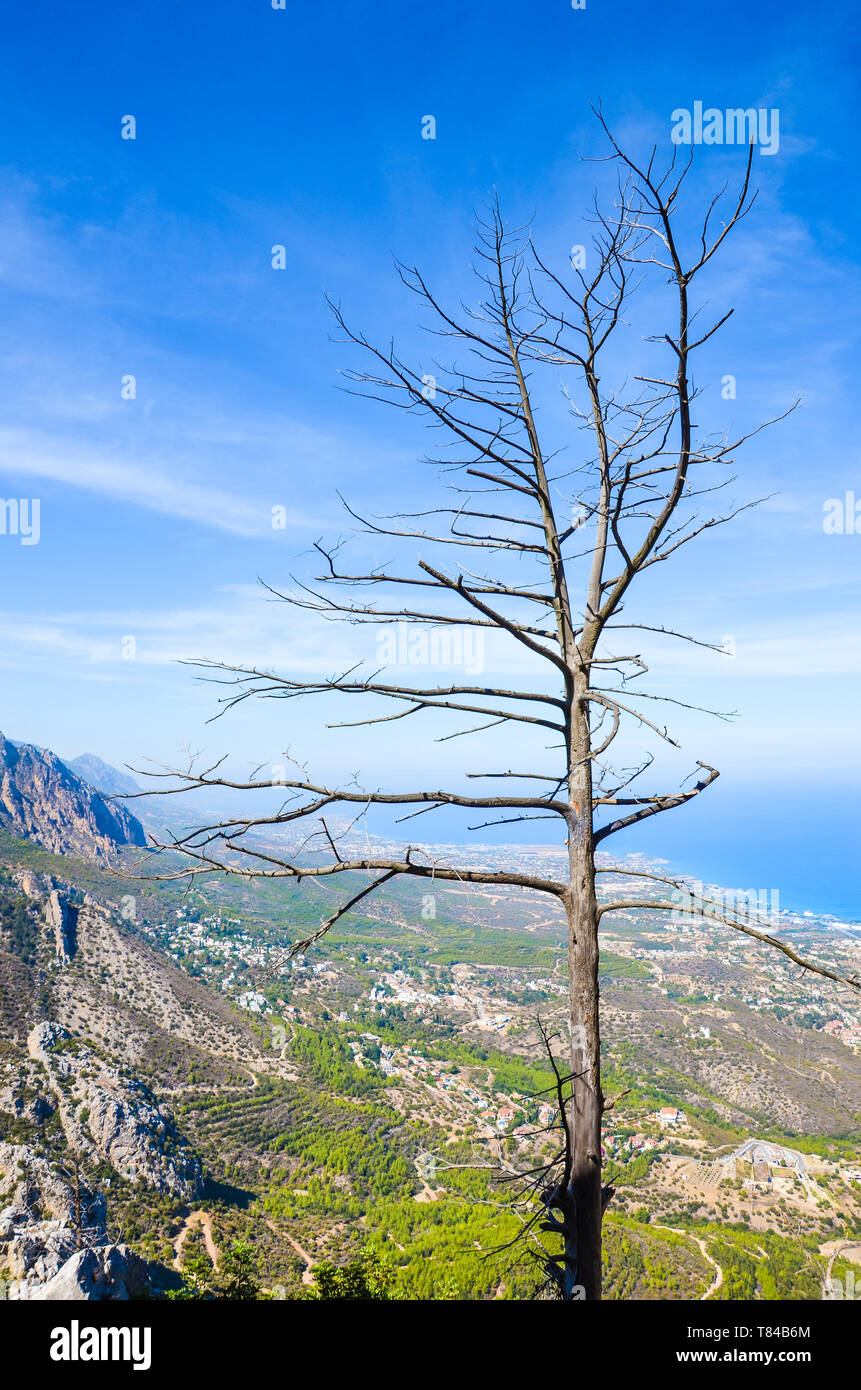 Burnt tree on the top of the Kyrenia mountain range taken from the Saint Hilarion Castle with beautiful Cypriot landscape and Mediterranean Stock Photo