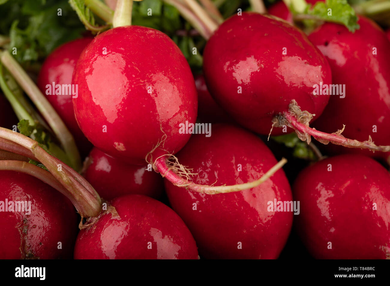 Radishes Ripe Ripe radish on a wet dark table. Water drops on vegetables in a home ...
