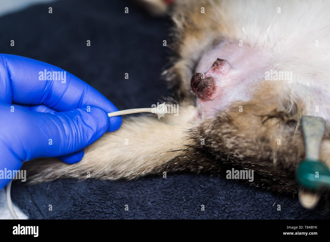 rectal probe to monitor the body temperature of a cat during surgery Stock Photo