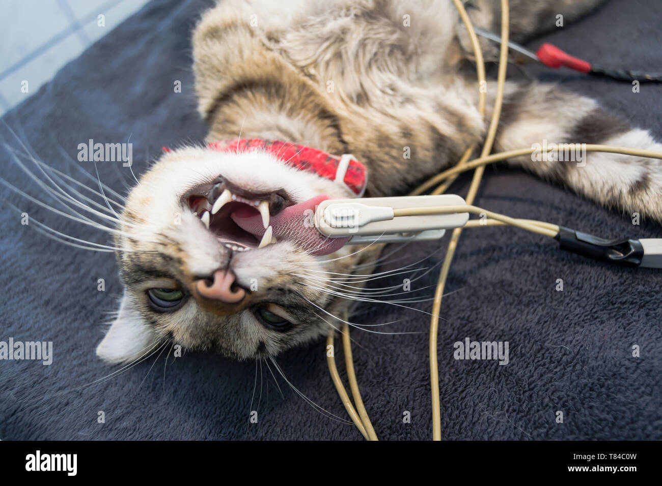 Sedated Cat With Lingual Probe Attached To Monitor The Spo2 During Surgery Stock Photo Alamy