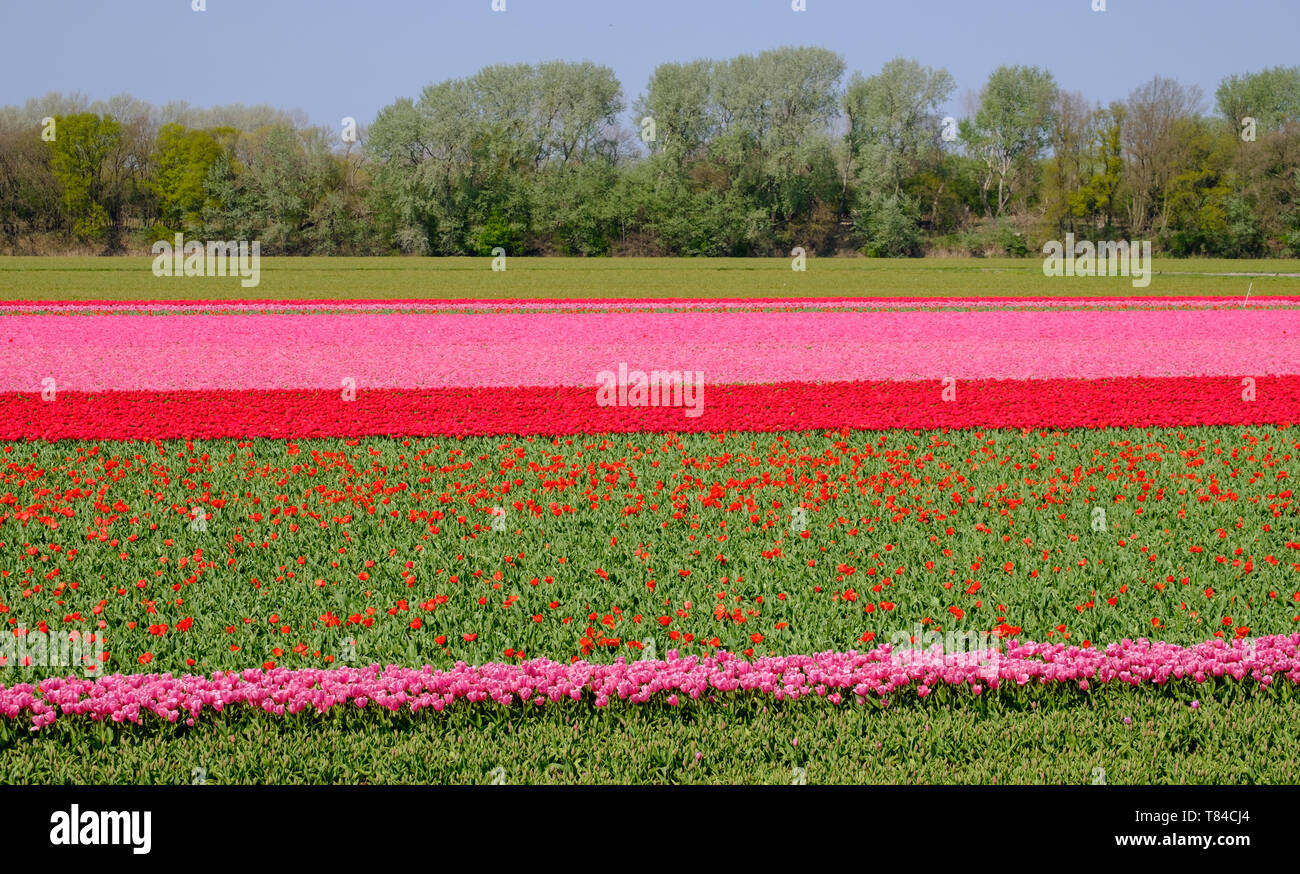 Tulips in rows of colour growing in flower fields in Lisse, South Holland, Netherlands. The flowers give the landscape a stunning striped effect. Stock Photo
