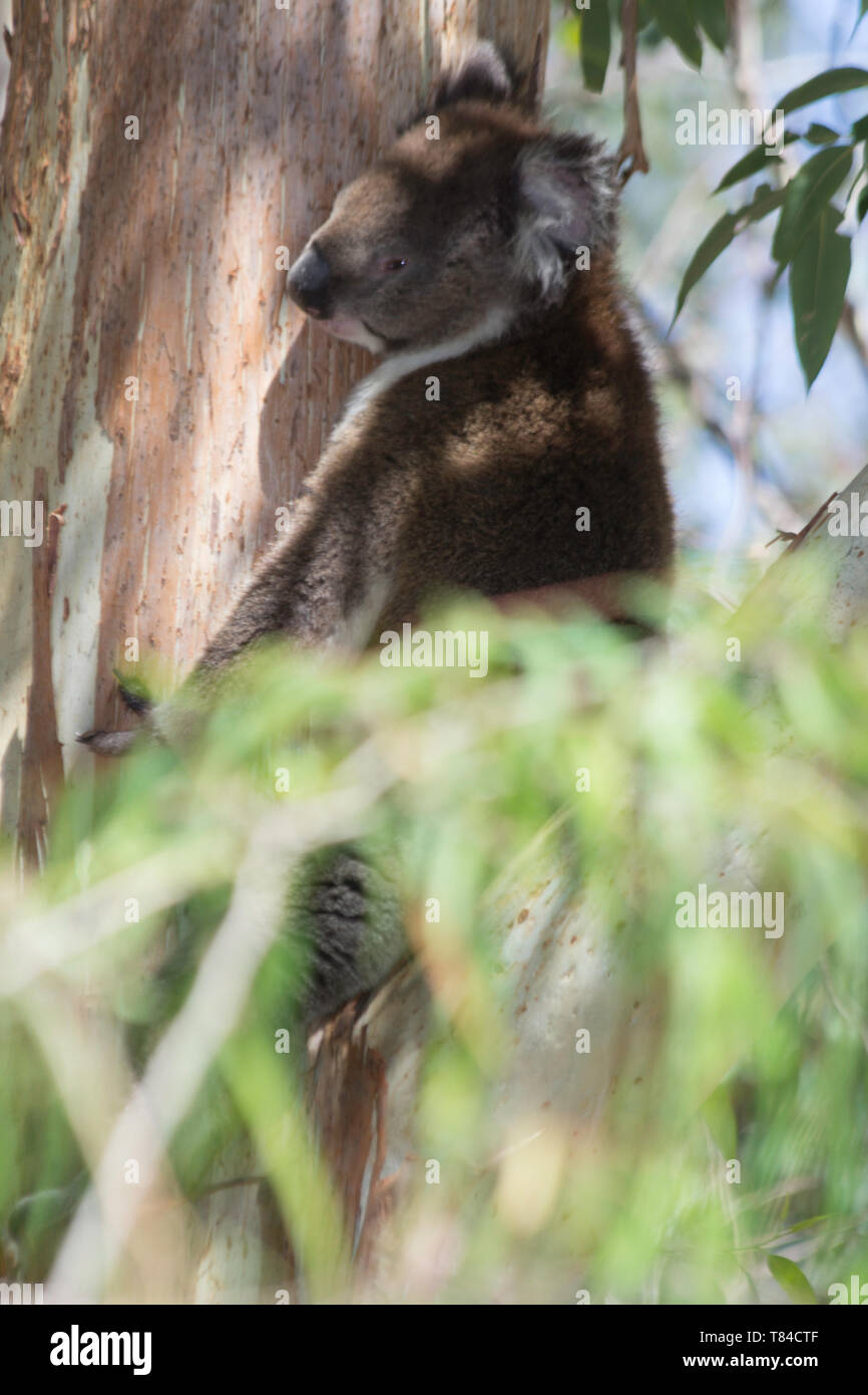 koala on the branch of a tree resting. Perth, Western Australia, Australia. Stock Photo