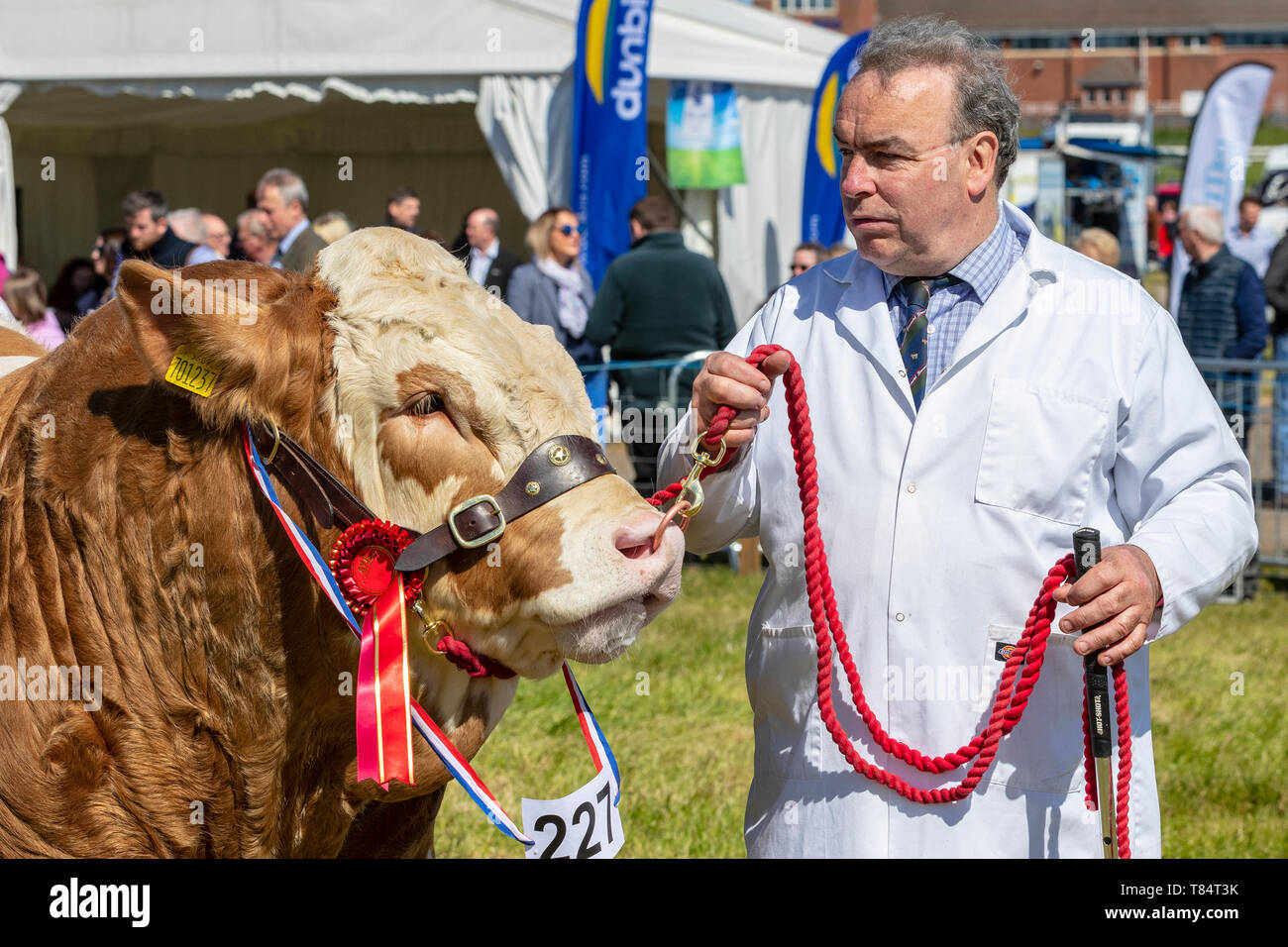 Ayr, Scotland, UK 11th May 2019. The annual Ayr County Show featuring all aspects of farming and country life was held within the grounds of Ayr Racecourse on a sunny spring day and was visited by thousands of spectators and competitors from across the whole of Britain.  Competitions included 'Tug of War' teams from Young farmers groups, livestock judging and a poultry competition judged by a number of international judges. Credit: Findlay/Alamy Live News Stock Photo