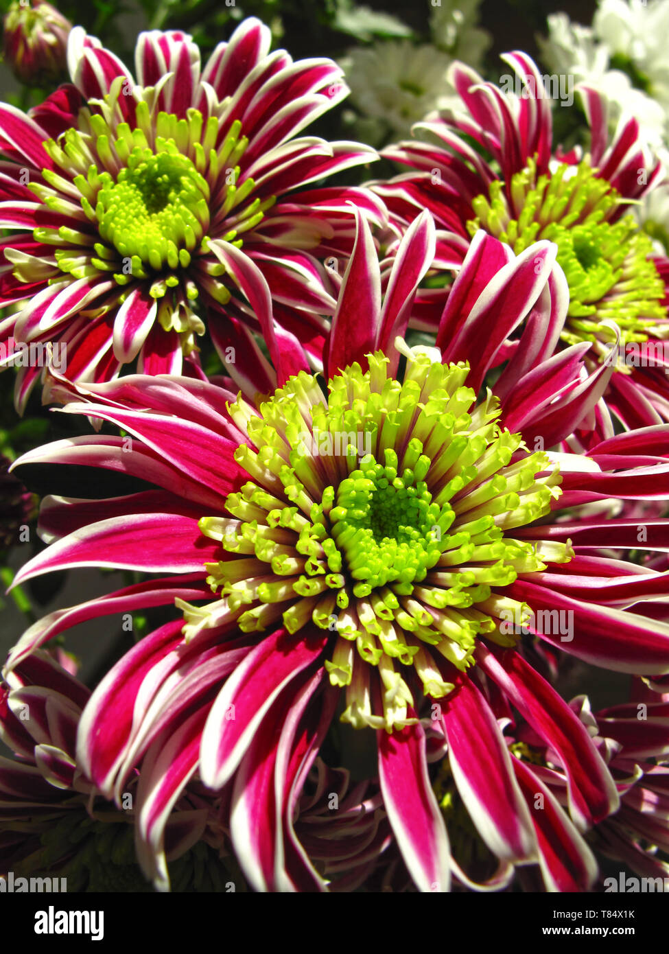 Chrysanthemum hybrid hi-res stock photography and images - Alamy