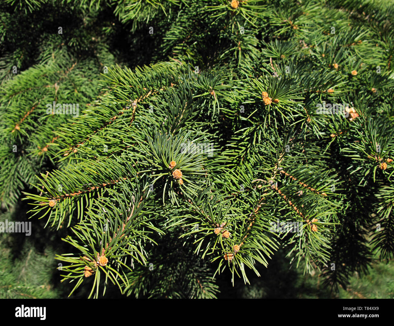 Closeup of branches of a tree hi-res stock photography and images - Alamy