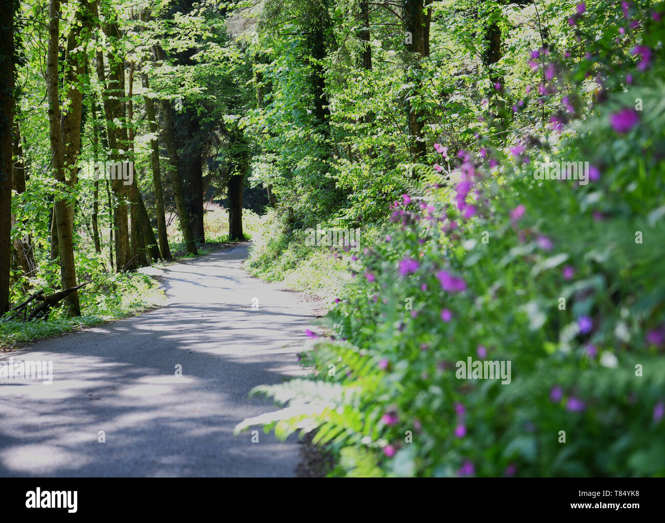 Spring forest lonely tree hi-res stock photography and images - Alamy