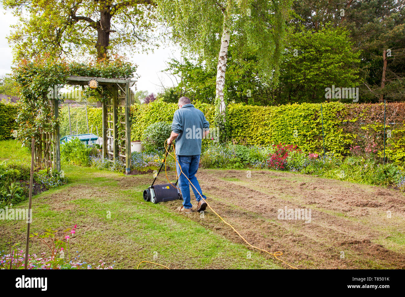 Man person scarifying / raking a grass lawn with a electric powered