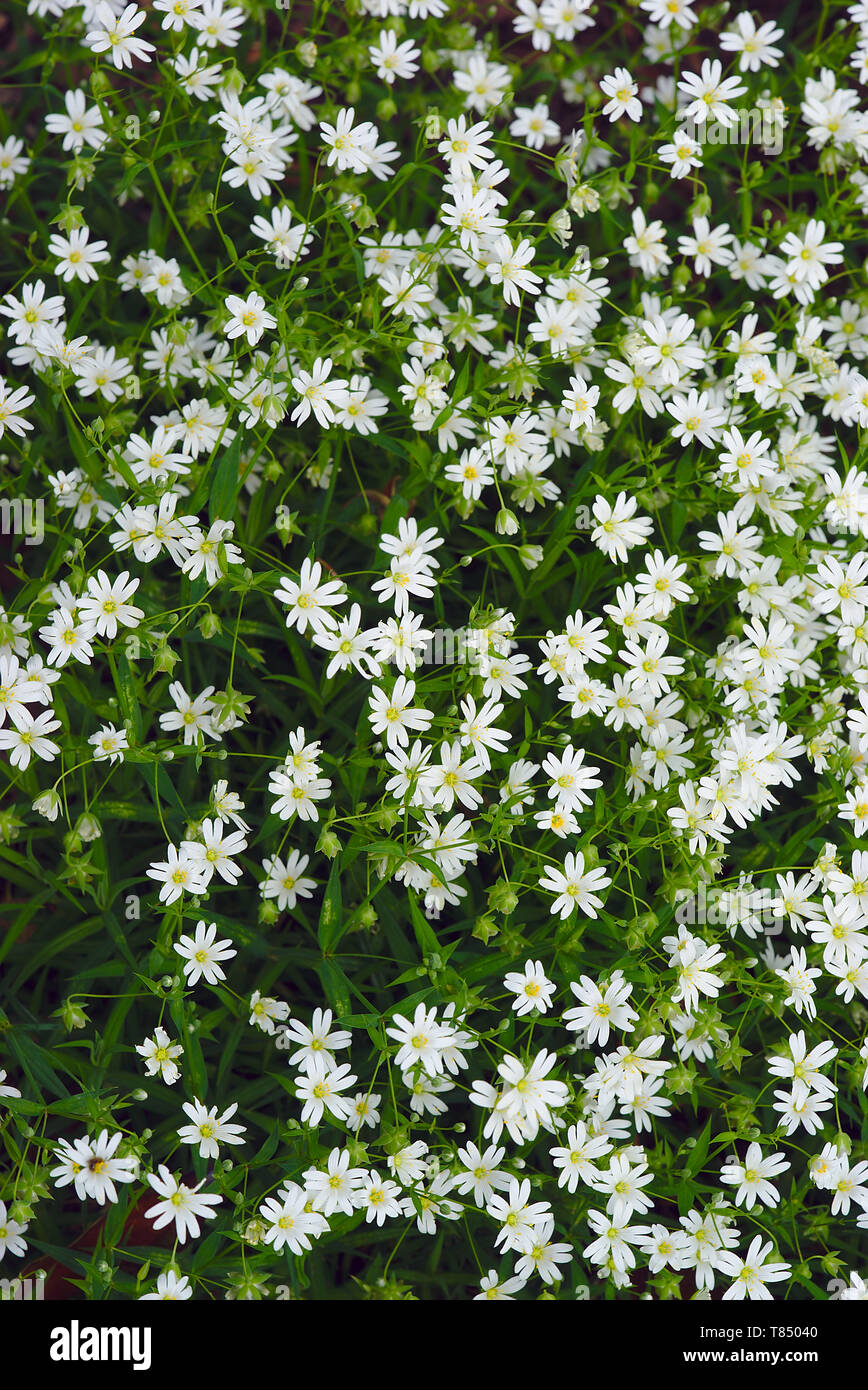 grove of white flowers of Cerated Cerate (Cerastium), Caryophyllaceae Stock Photo
