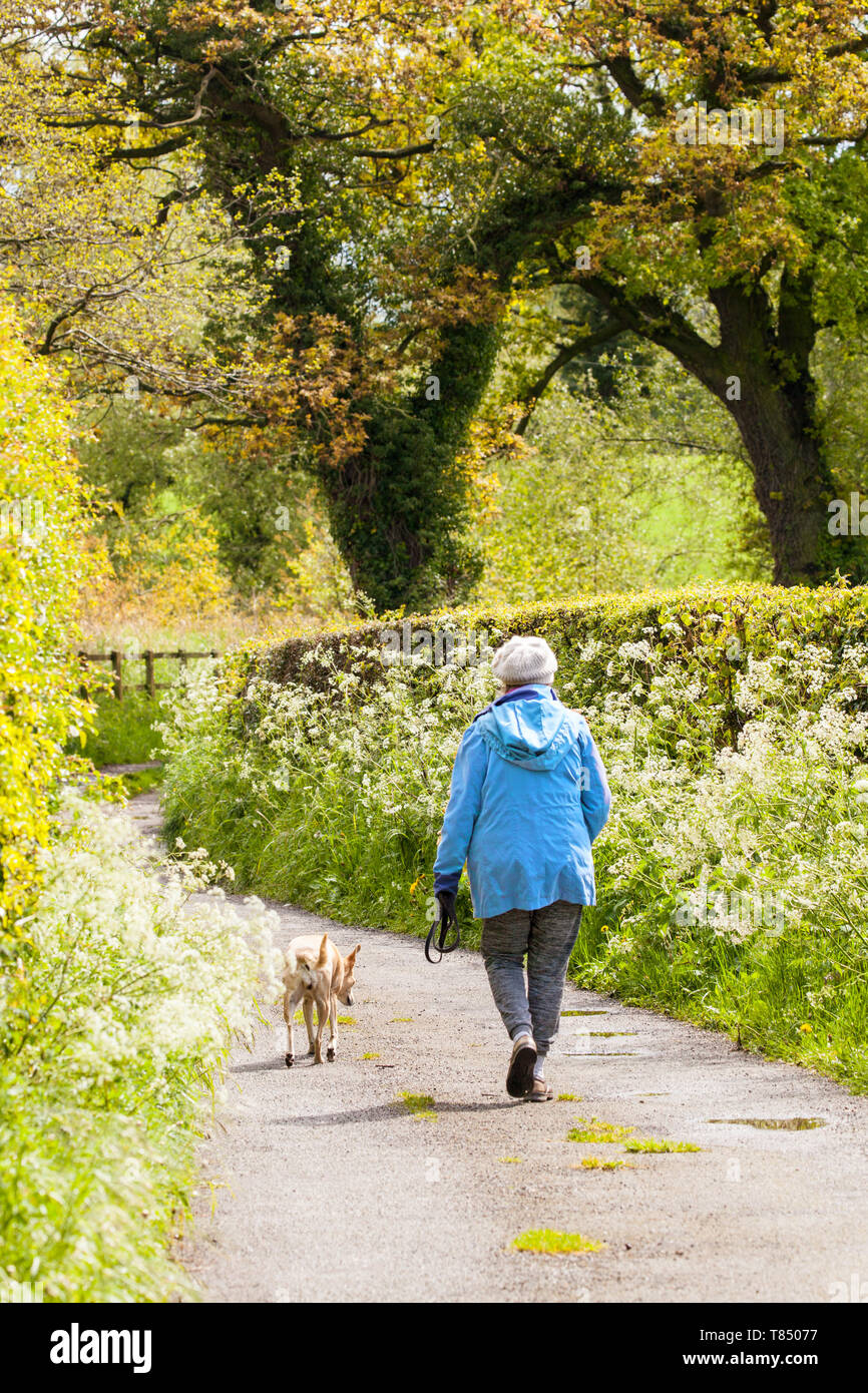 woman walking a dog down a rural hedge lined country lane in springtime in the Cheshire countryside England Stock Photo