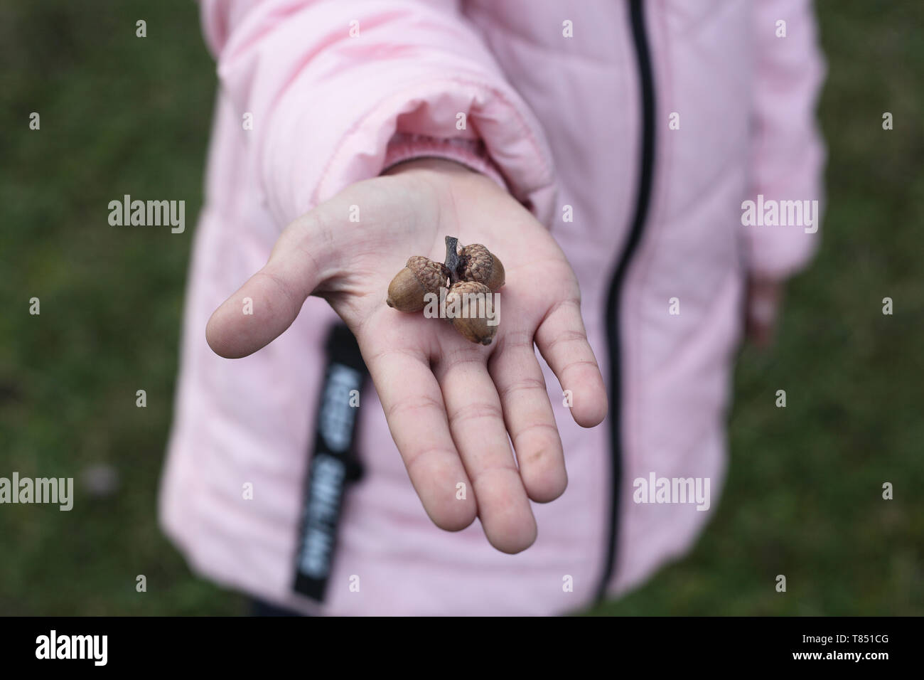 three acorns in the baby's hand Stock Photo