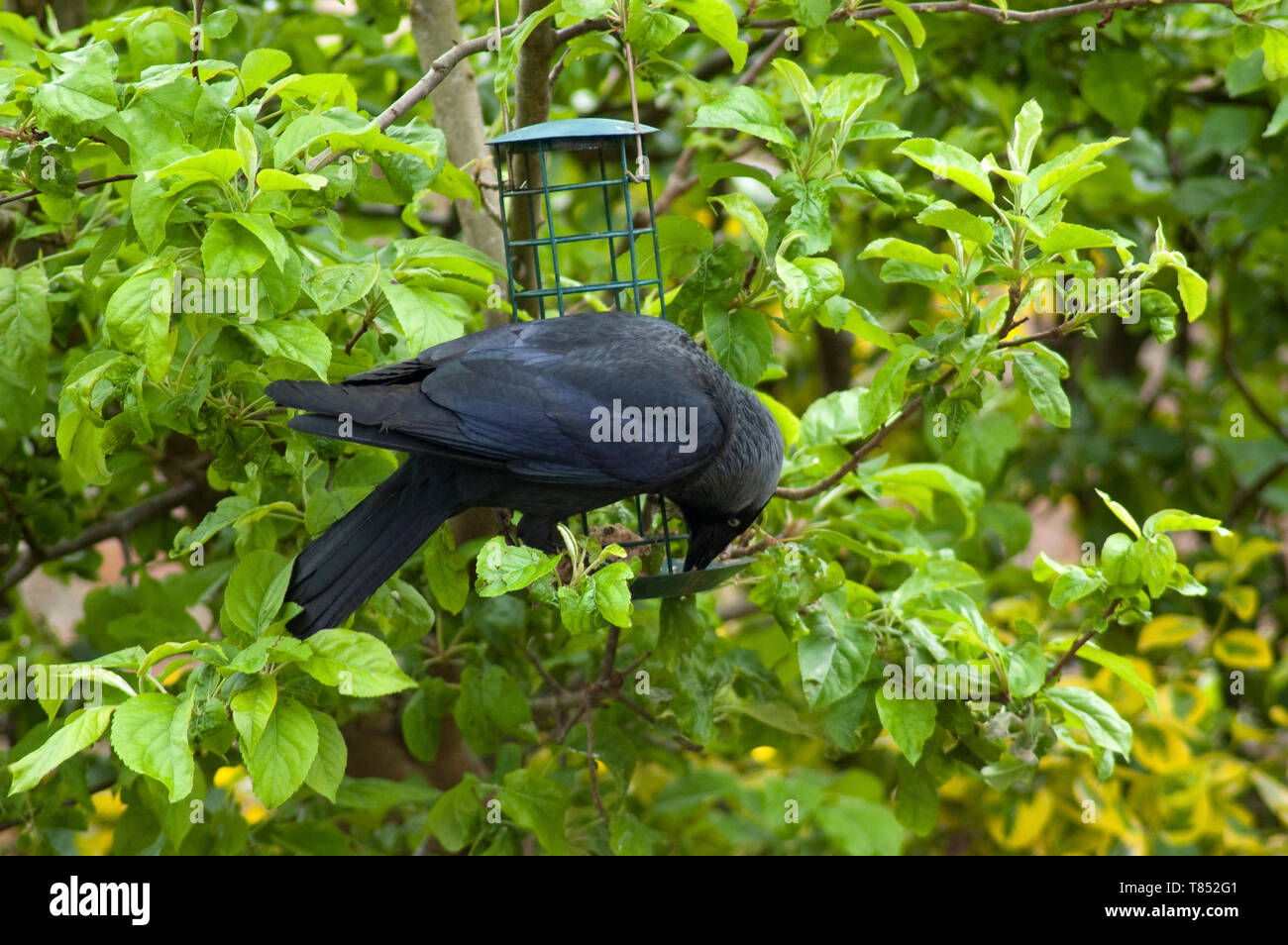 Jackdaw on feeding cage Stock Photo Alamy