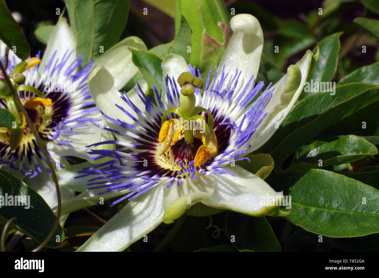 Passiflora edulis passion fruit flower hires stock photography and