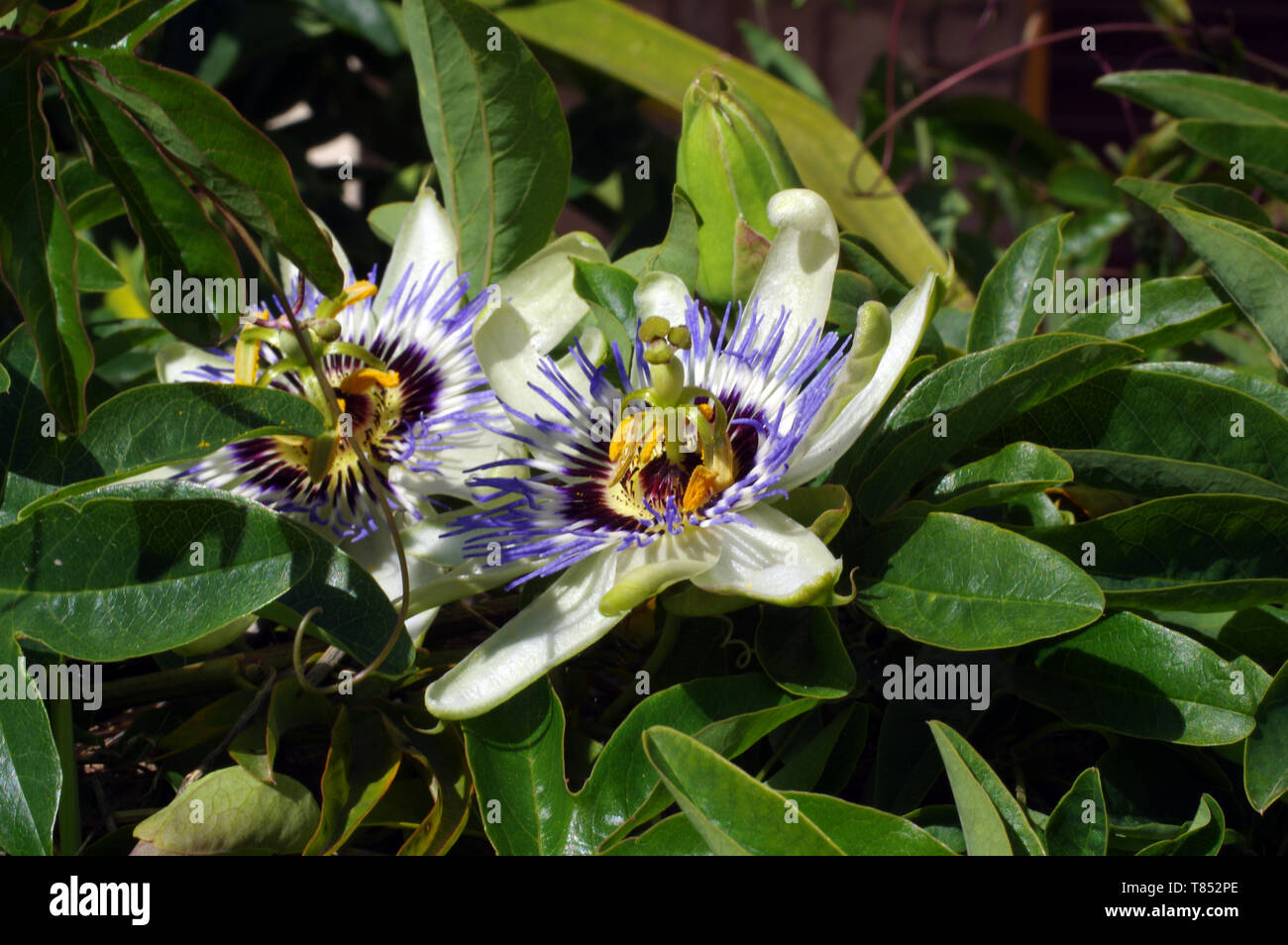 Passion flower (passiflora edulis) closeup Stock Photo Alamy