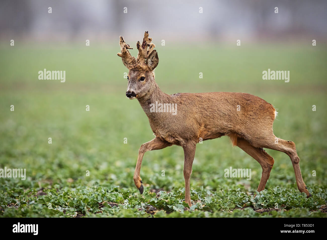 Roe deer, capreolus capreolus, buck with big antlers covered in velvet walking. Wild animal in winter. Roebuck sheding velvet. Stock Photo