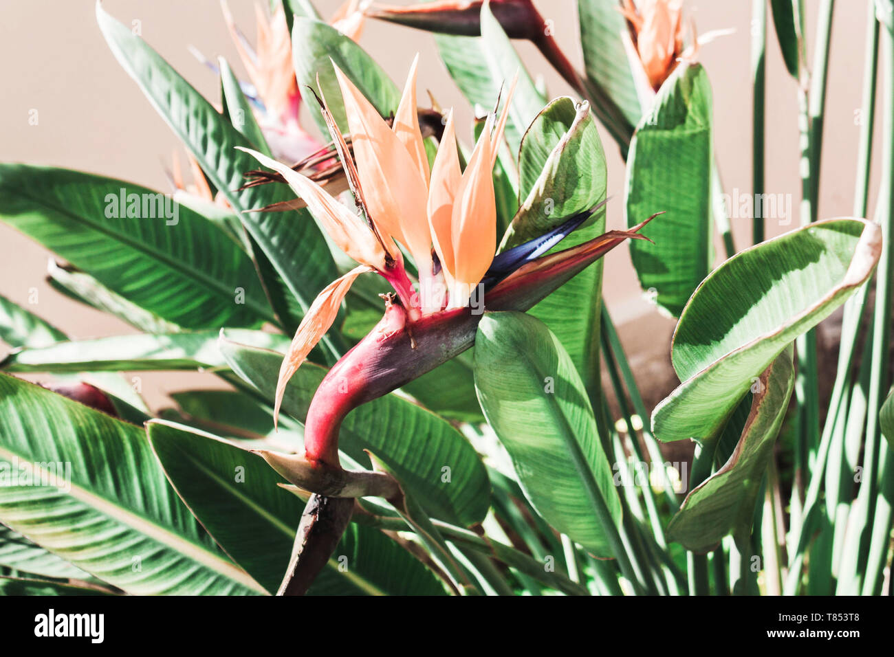 Beautiful coral flower. Floral tropical background. Strelitzia royal Stock Photo