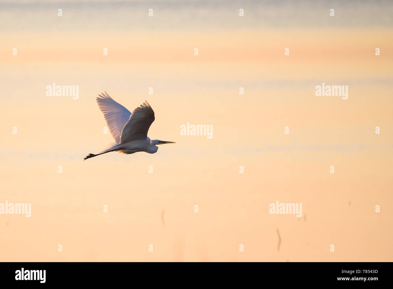 Selective Focus Photo The Great Egret Ardea Alba Also Known As Selective Focus Photo The Great Egret Ardea Alba Also Known As