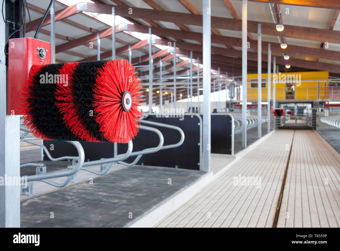 Cow Brush in a Cowshed Stock Photo