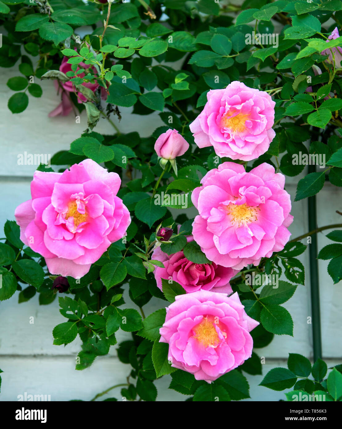 pink climbing roses Stock Photo