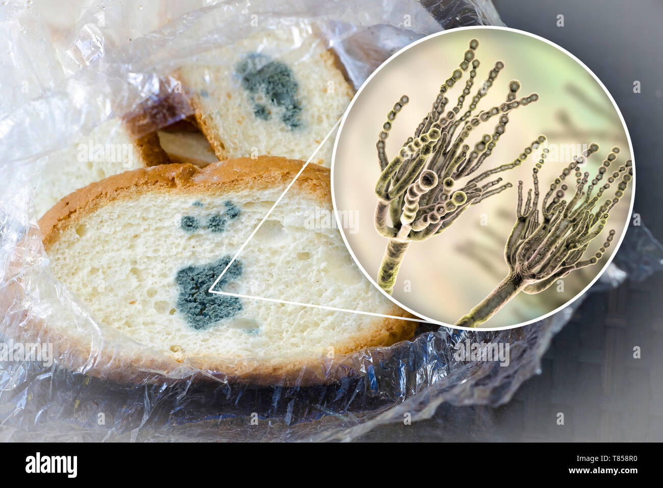 Bread with mould, composite image Stock Photo