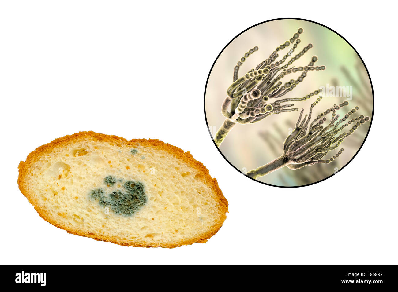 Bread with mould, composite image Stock Photo