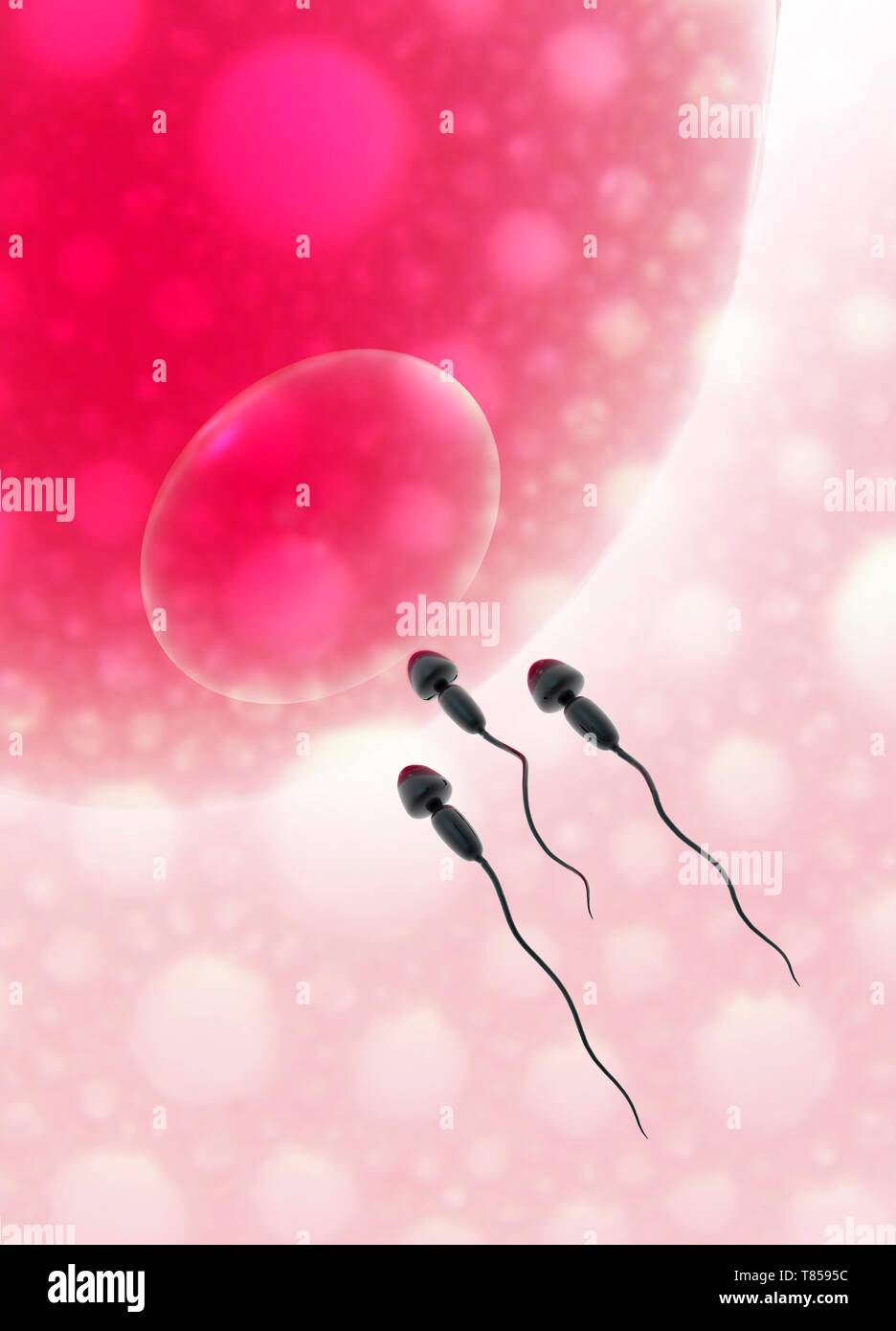 Human sperm and egg, illustration Stock Photo