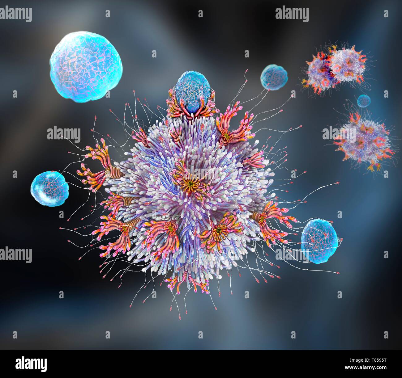 T cell binding antigen, illustration Stock Photo Alamy