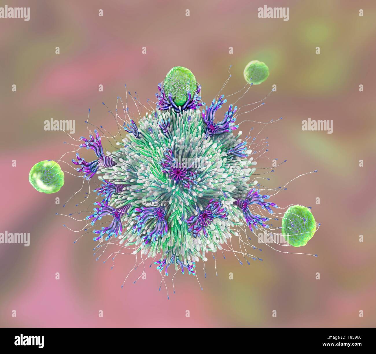 T cell binding antigen, illustration Stock Photo Alamy