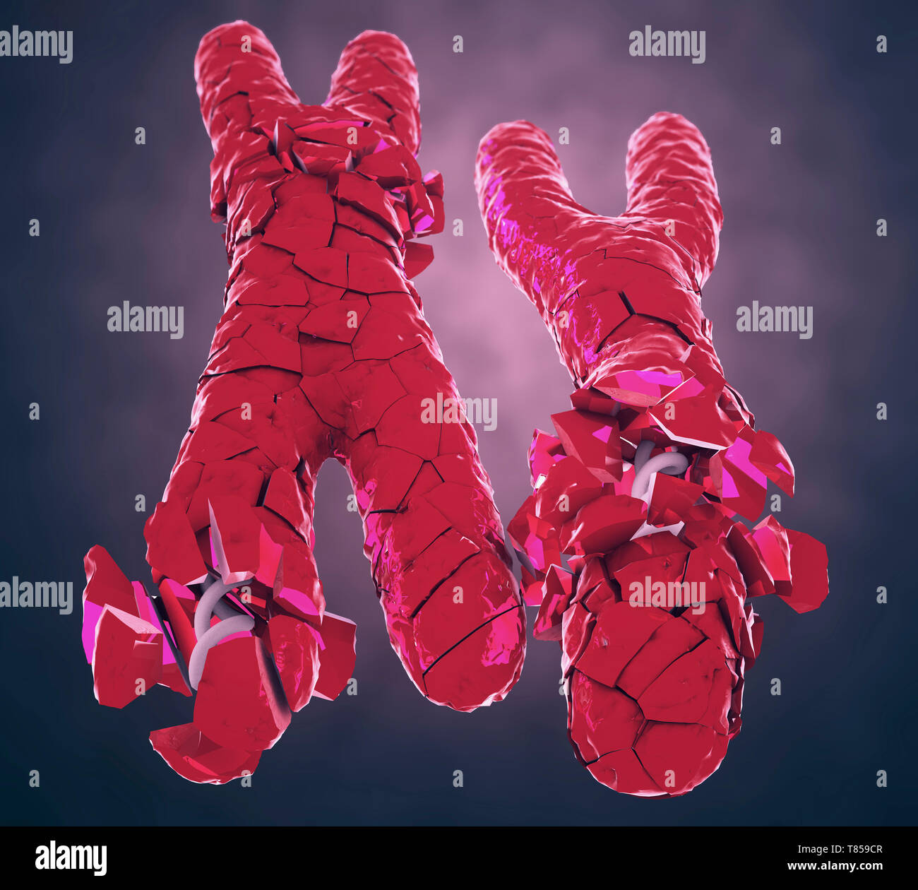 X and y human chromosomes hi-res stock photography and images - Alamy