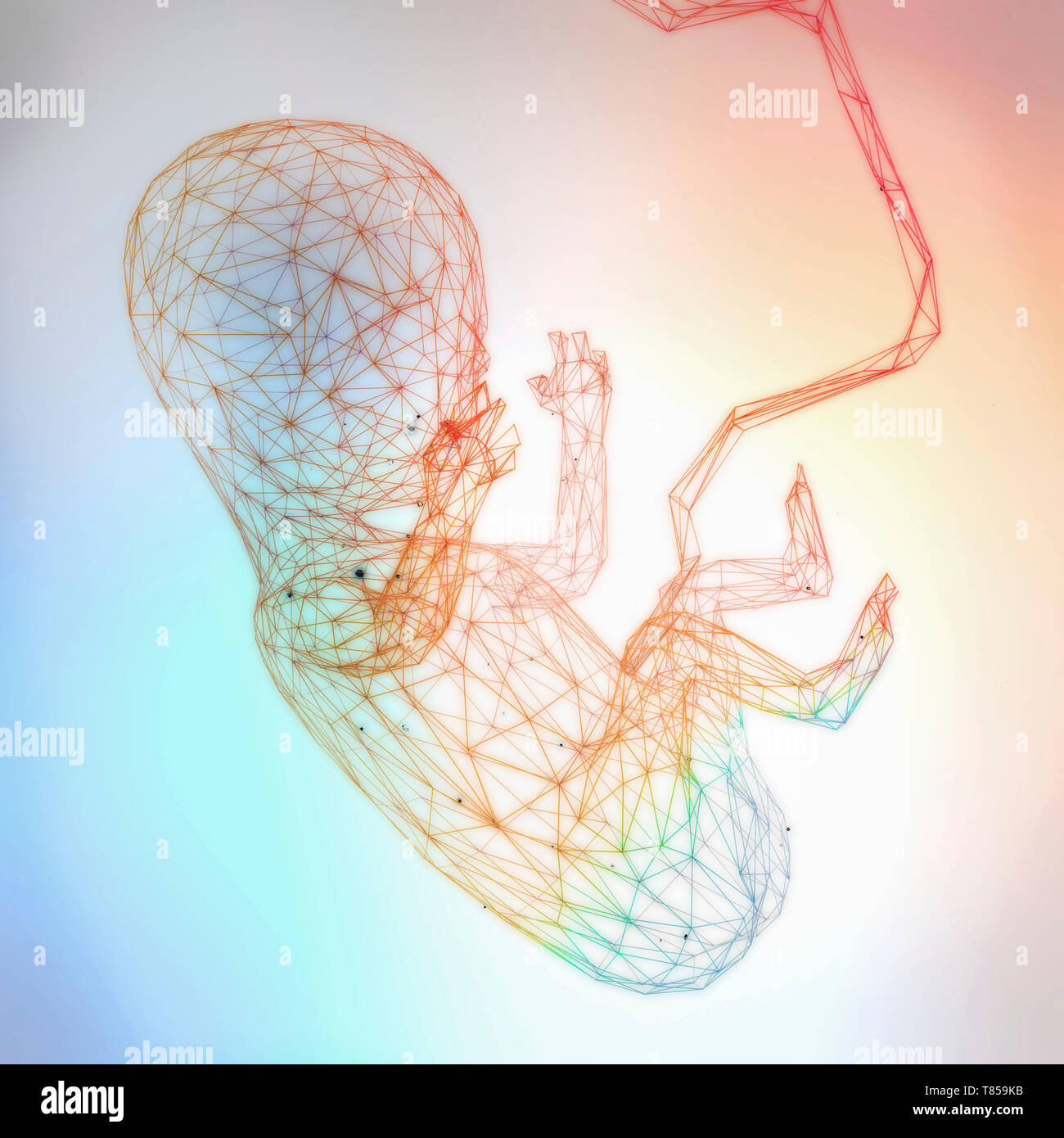 Foetus, Illustration Stock Photo - Alamy