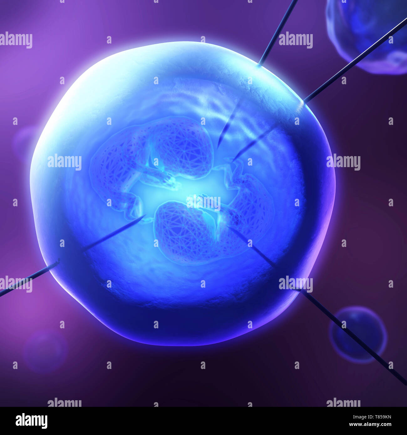 IVF, conceptual illustration Stock Photo