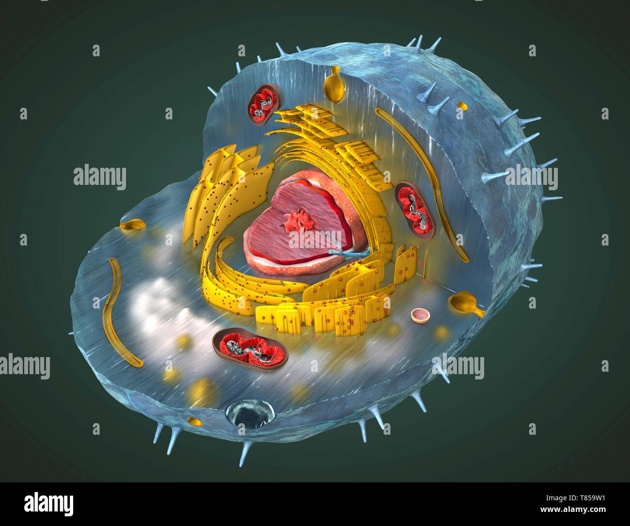 Animal Cell Hd Picture Animal Cell Hd Stock Images Shutterstock 4k