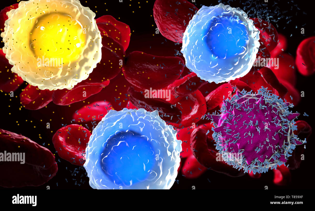 White and red blood cells, illustration Stock Photo Biology Diagrams