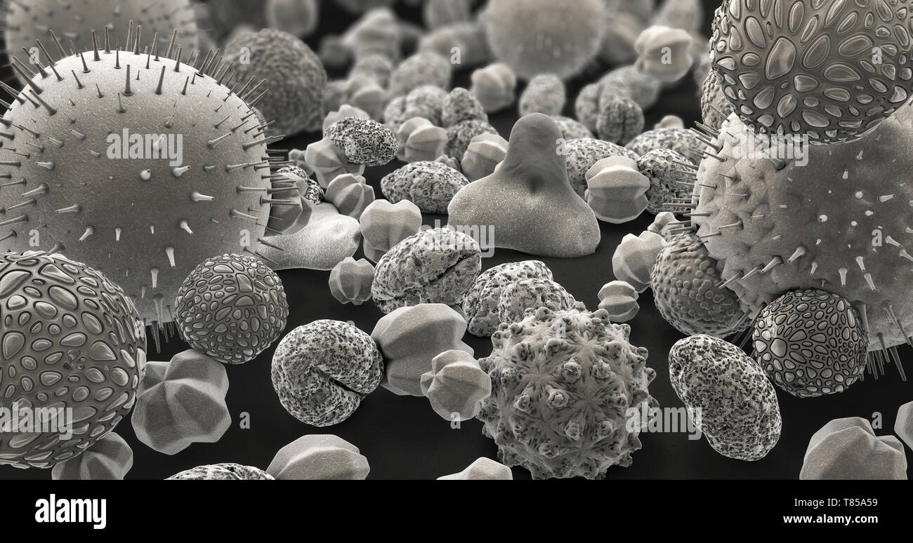 Pollen grains, illustration Stock Photo - Alamy