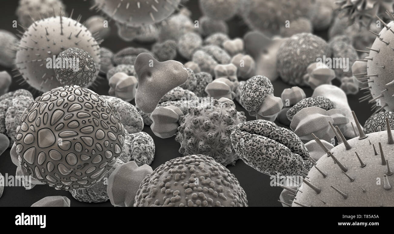 Pollen grains, illustration Stock Photo - Alamy