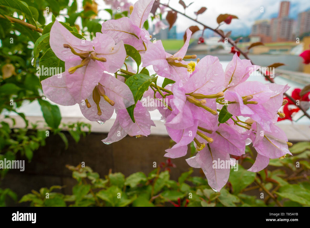 Flowers in Medellin, Colombia Stock Photo Alamy