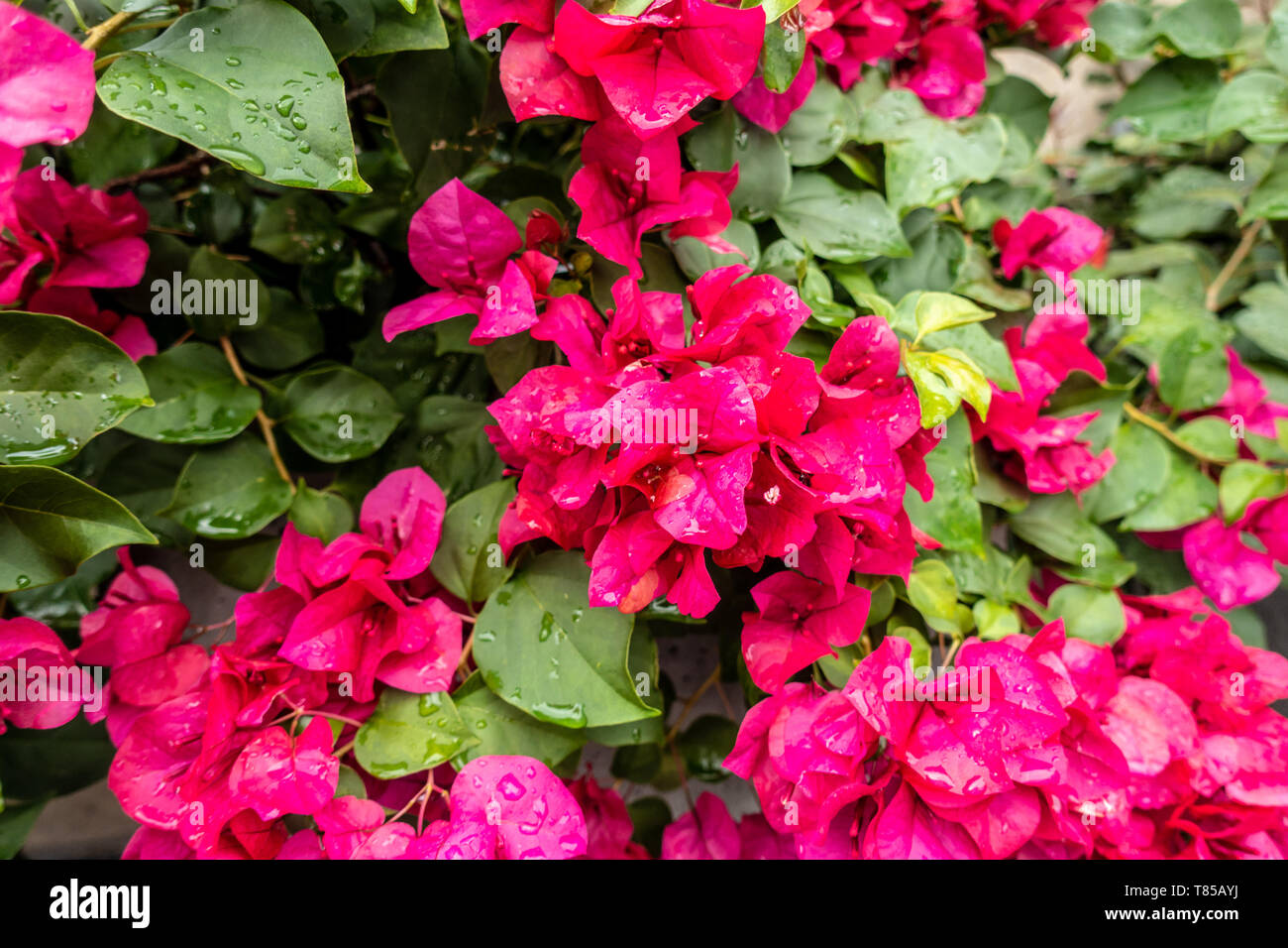 Flowers in Medellin, Colombia Stock Photo Alamy