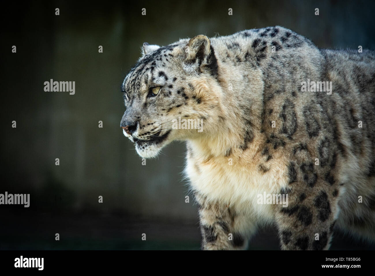 Snow Leopard Close Up Stock Photo - Alamy