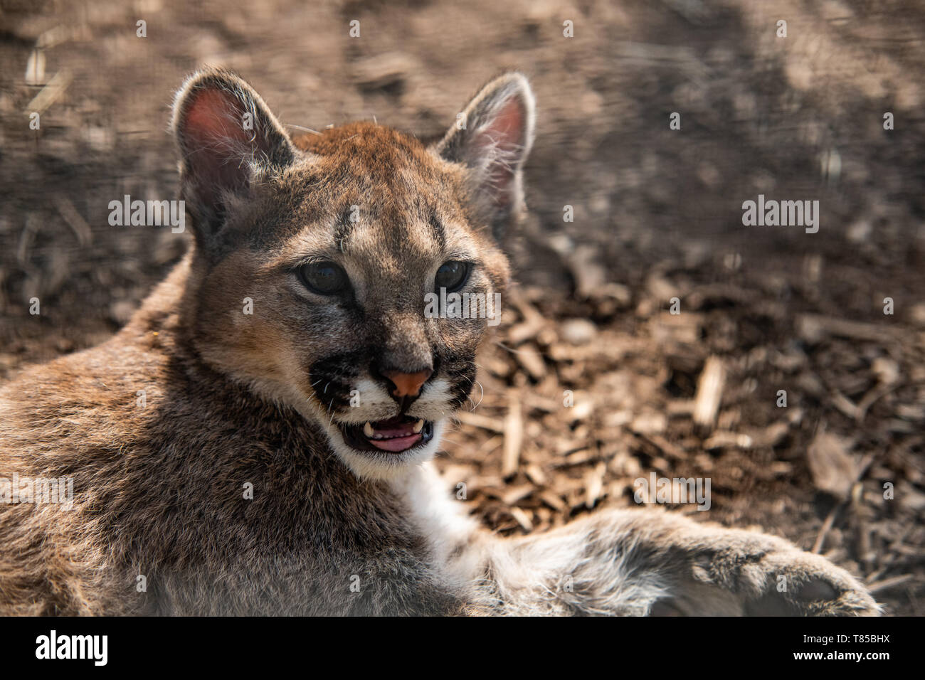 Puma Cub Big Cat Stock Photo - Alamy