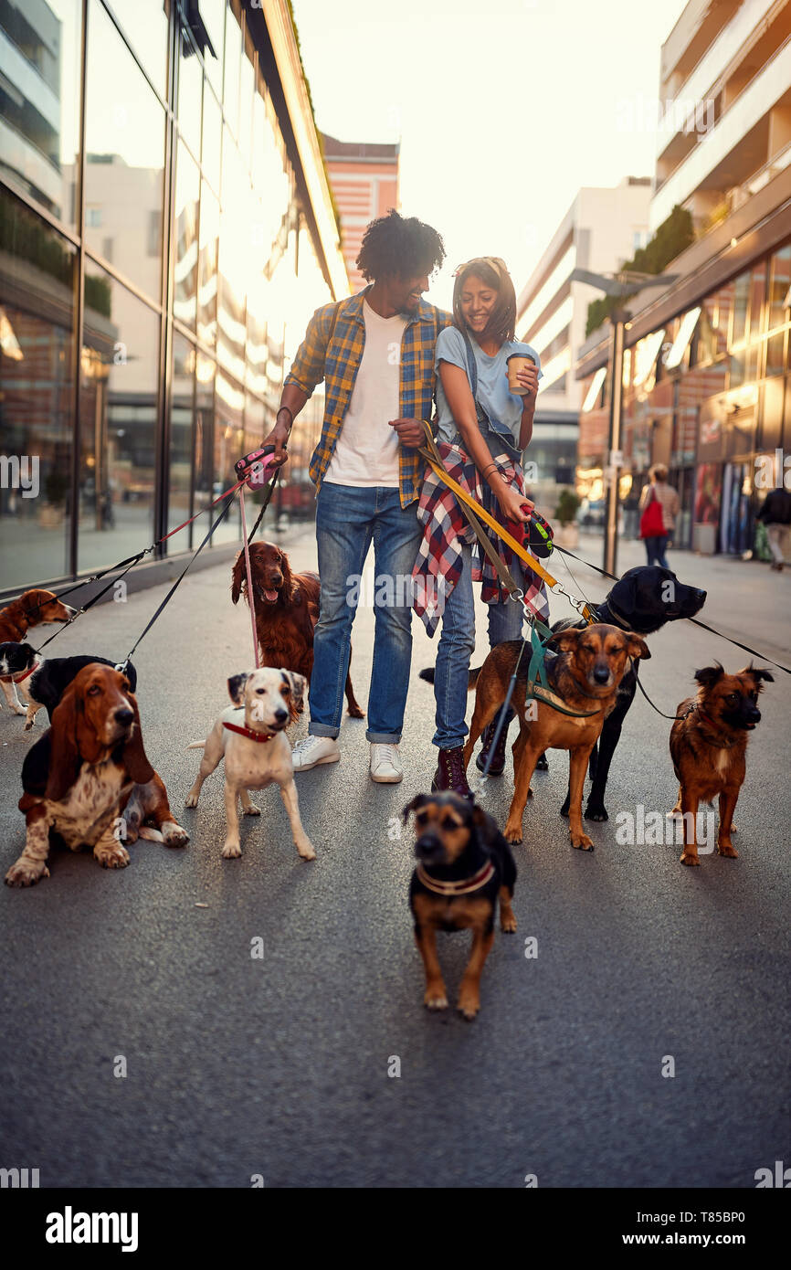 Dog walking on leash with professional dog walker on the street Stock Photo