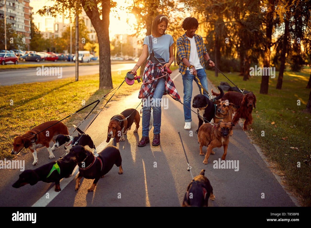 Woman walking her dogs in a park hi-res stock photography and images ...