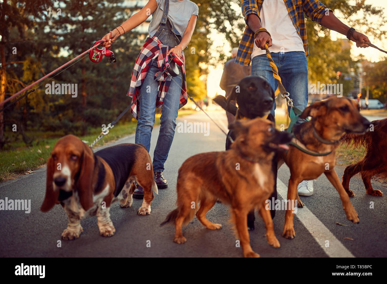 Dog Walker - funny walking with with group of dogs outdoors. Stock Photo