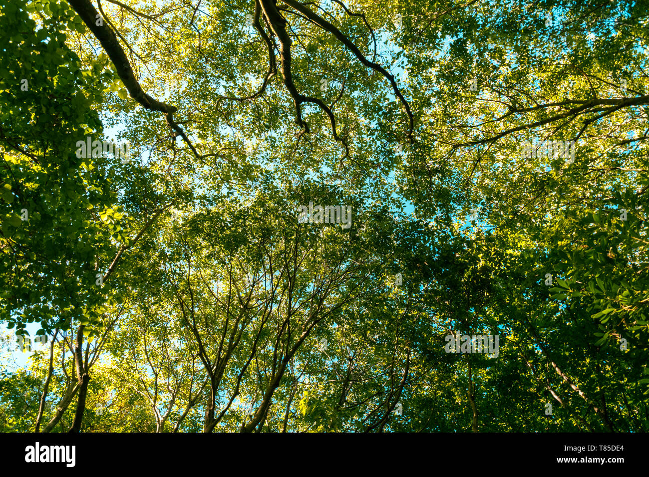 Tree Branches And Leaves On Summer Blue Sky Stock Photo - Alamy