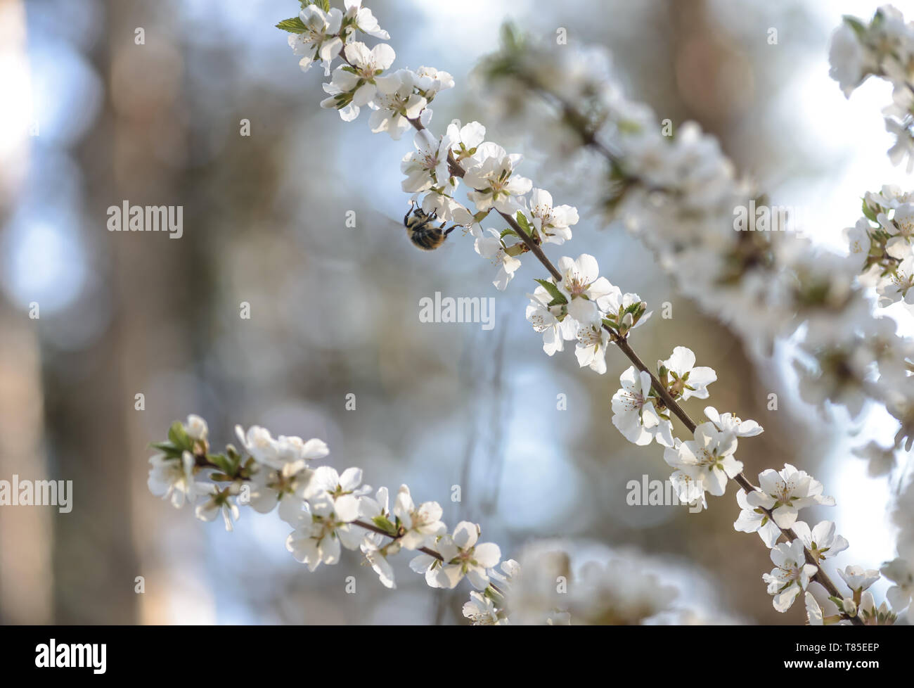 Spring blossom background. Springtime. Sunny day. Spring flowers. Beautiful Orchard. Abstract blurred background. Stock Photo