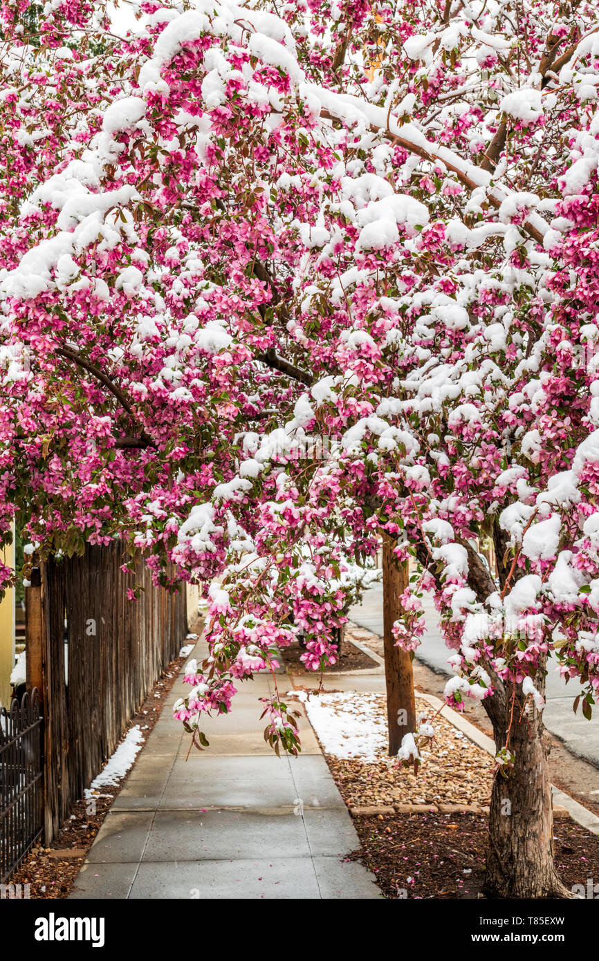 Crabapple tree dusted in springtime snow; Salida; Colorado; USA Stock Photo
