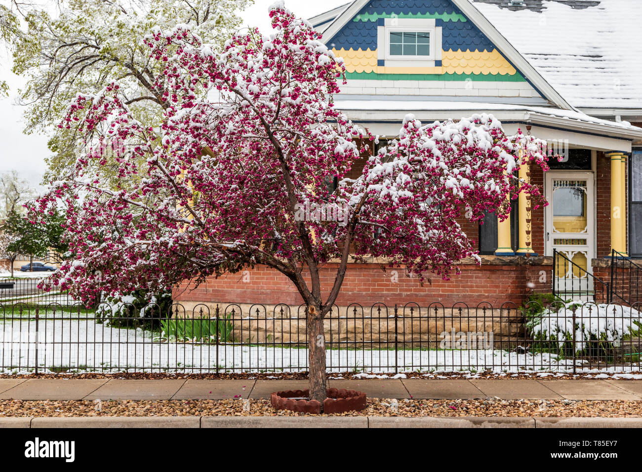 Crabapple tree dusted in springtime snow; Salida; Colorado; USA Stock Photo